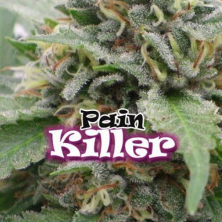 Painkiller dr underground féminisée