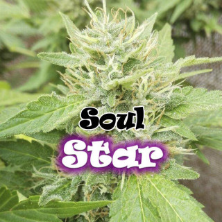 Soul star dr underground féminisée