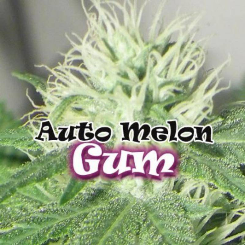 Melon gum auto dr underground Melon gum auto dr underground
