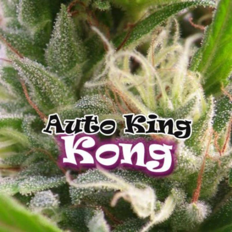 King kong auto dr underground