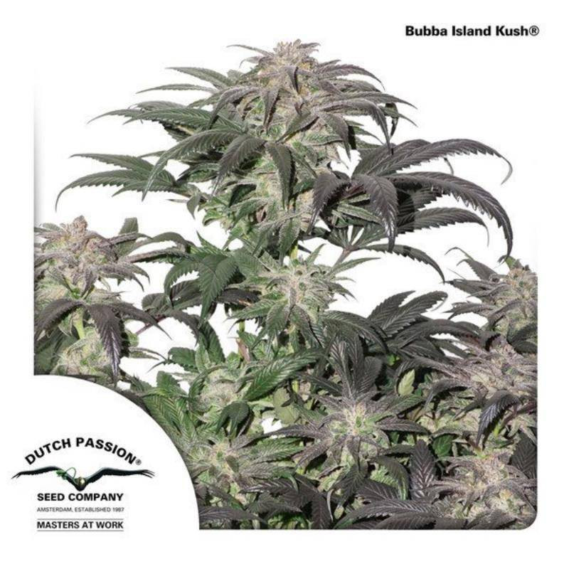 Bubba island kush Dutch Passion Bubba island kush Dutch Passion