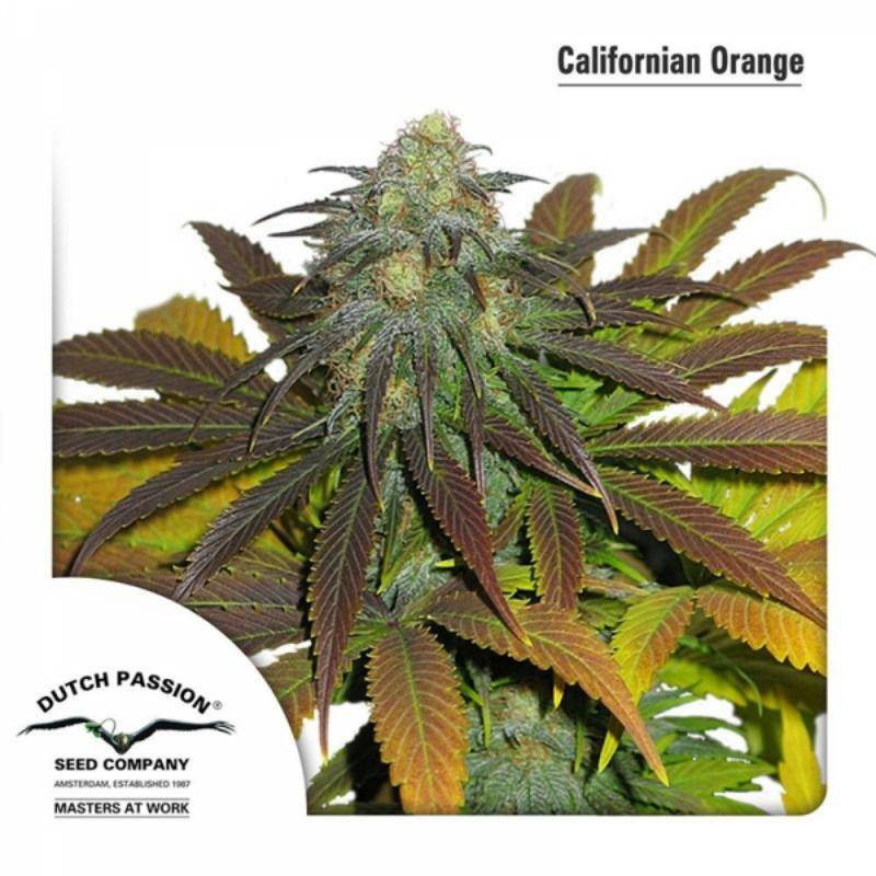 California orange dutch passion féminisée California orange dutch passion féminisée