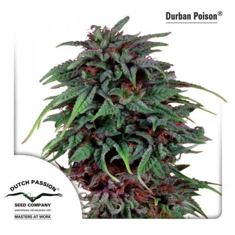 Durban poison dutch passion féminisée Durban poison dutch passion féminisée