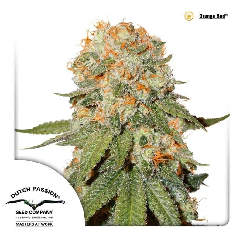 Orange bud dutch passion féminisée Orange bud dutch passion féminisée