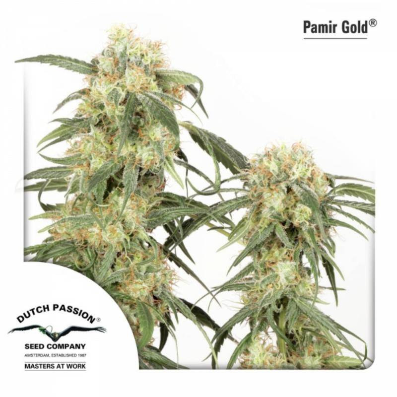 Pamir gold dutch passion feminisee Pamir gold dutch passion feminisee
