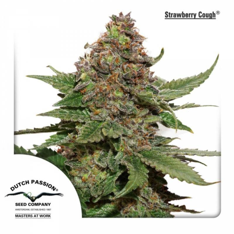 Strawberry cough dutch passion féminisée Strawberry cough dutch passion féminisée