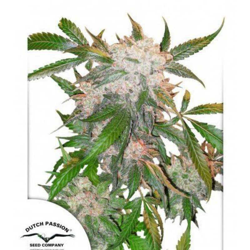 White widow dutch passion féminisée White widow dutch passion féminisée