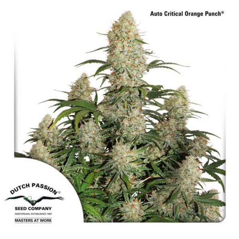 Auto critical orange punch dutch passion Auto critical orange punch dutch passion