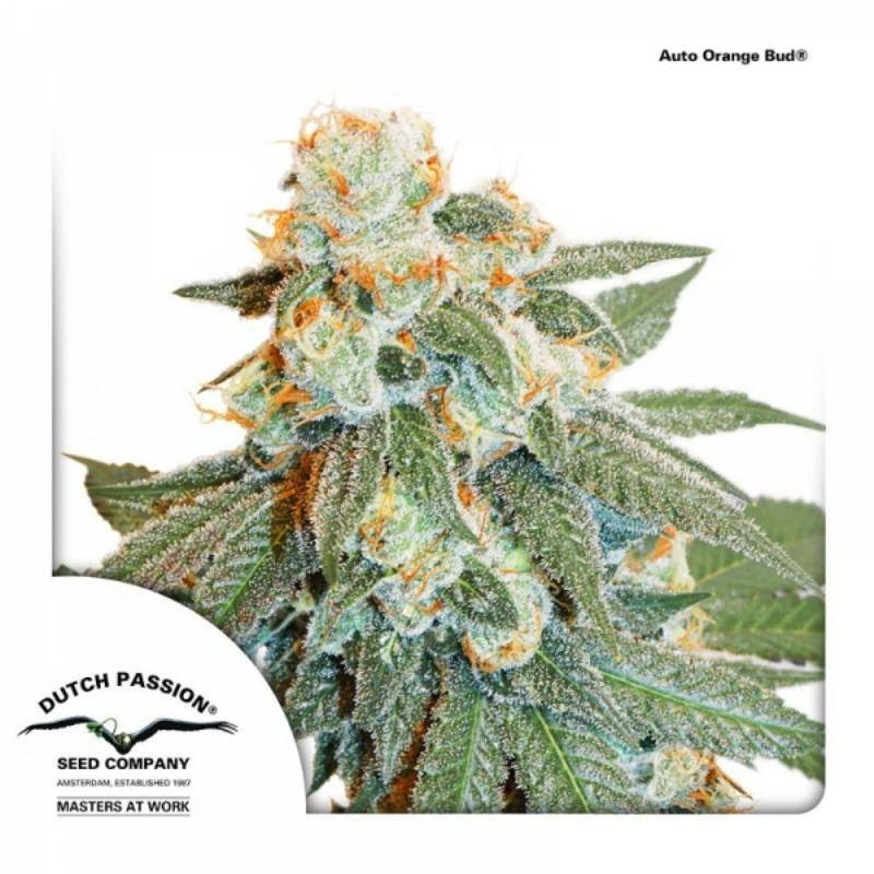 Auto Orange bud - Dutch Passion Auto Orange bud - Dutch Passion