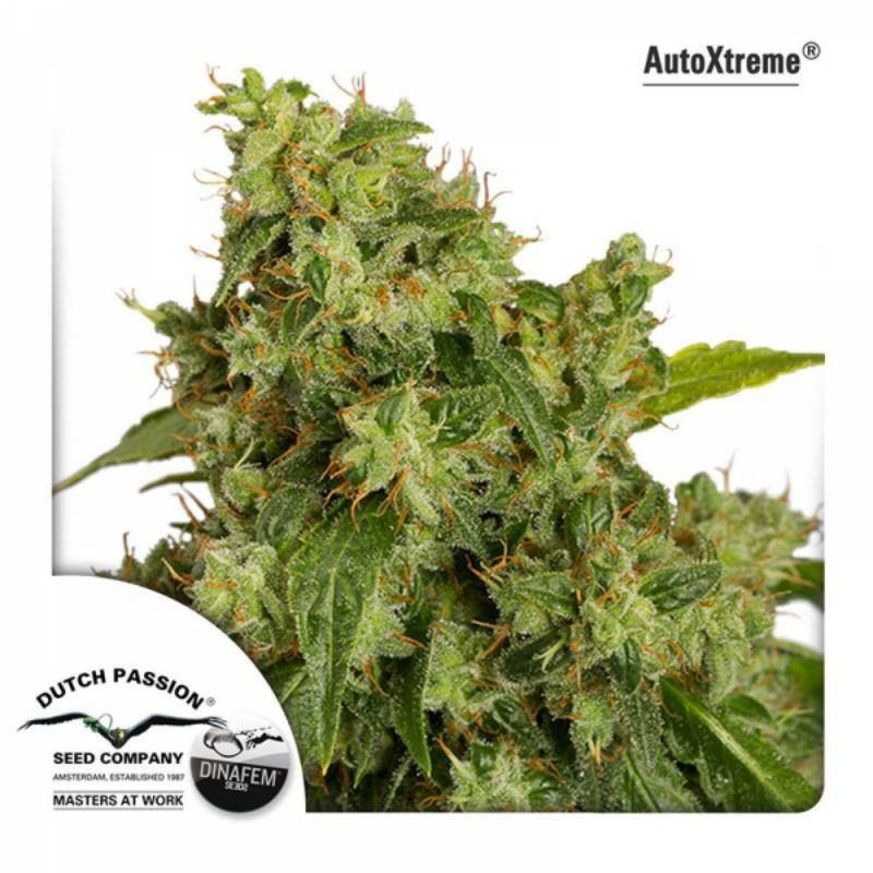 AutoXtreme dutch passion AutoXtreme dutch passion