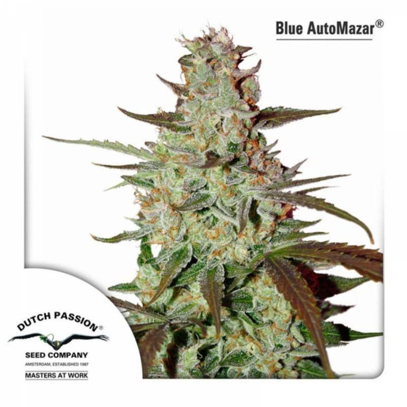 Blue autoMazar dutch passion Blue autoMazar dutch passion