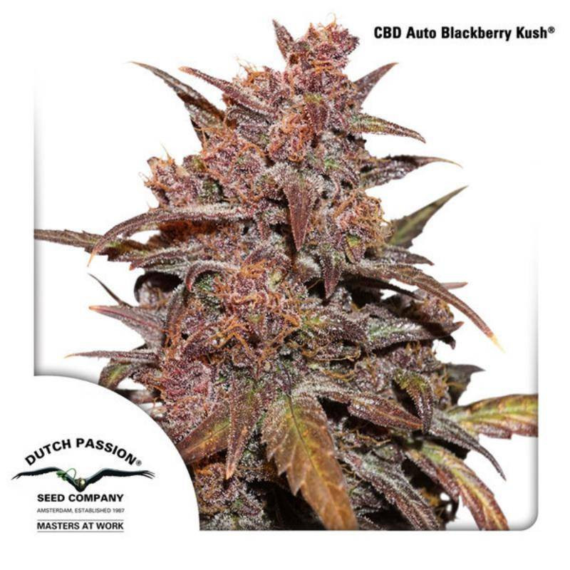 CBD auto blackberry kush dutch passion CBD auto blackberry kush dutch passion