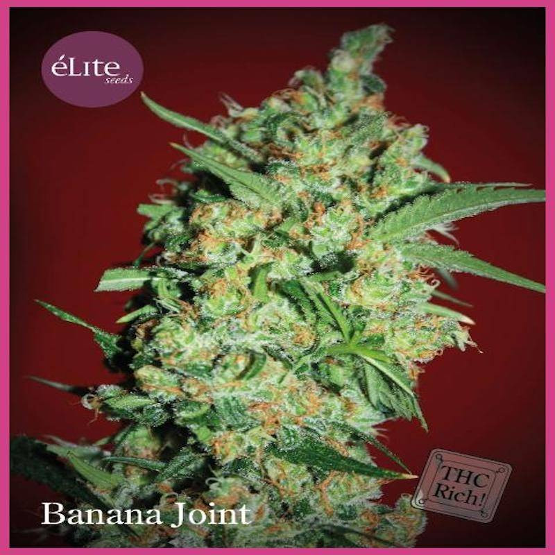 Banana joint elite seeds féminisée