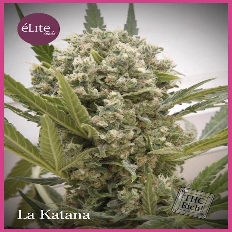 La katana elite seeds féminisée