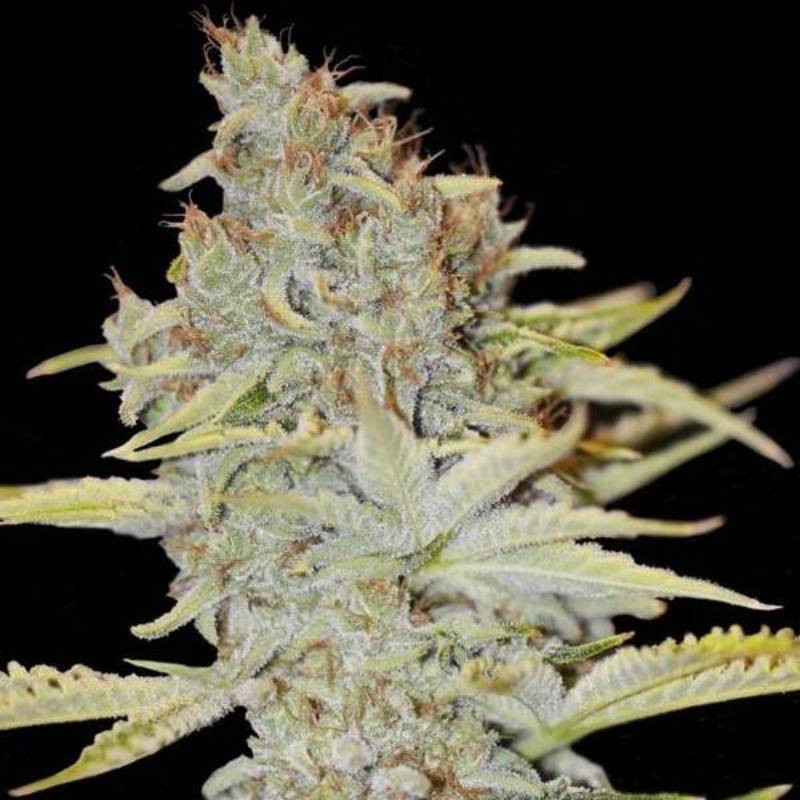 Furious candy eva seeds féminisée Furious candy eva seeds féminisée