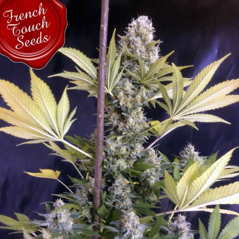 Frencheese french touch seeds féminisée Frencheese french touch seeds féminisée