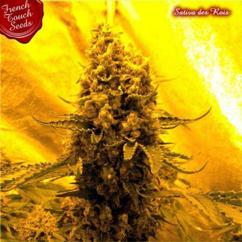 Sativa des rois french touch seeds féminisée Sativa des rois french touch seeds féminisée