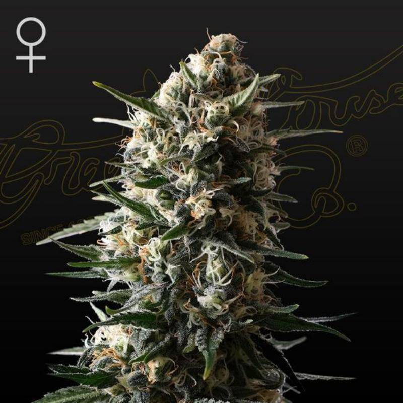 Bubba slush greenhouse seeds féminisée Bubba slush greenhouse seeds féminisée