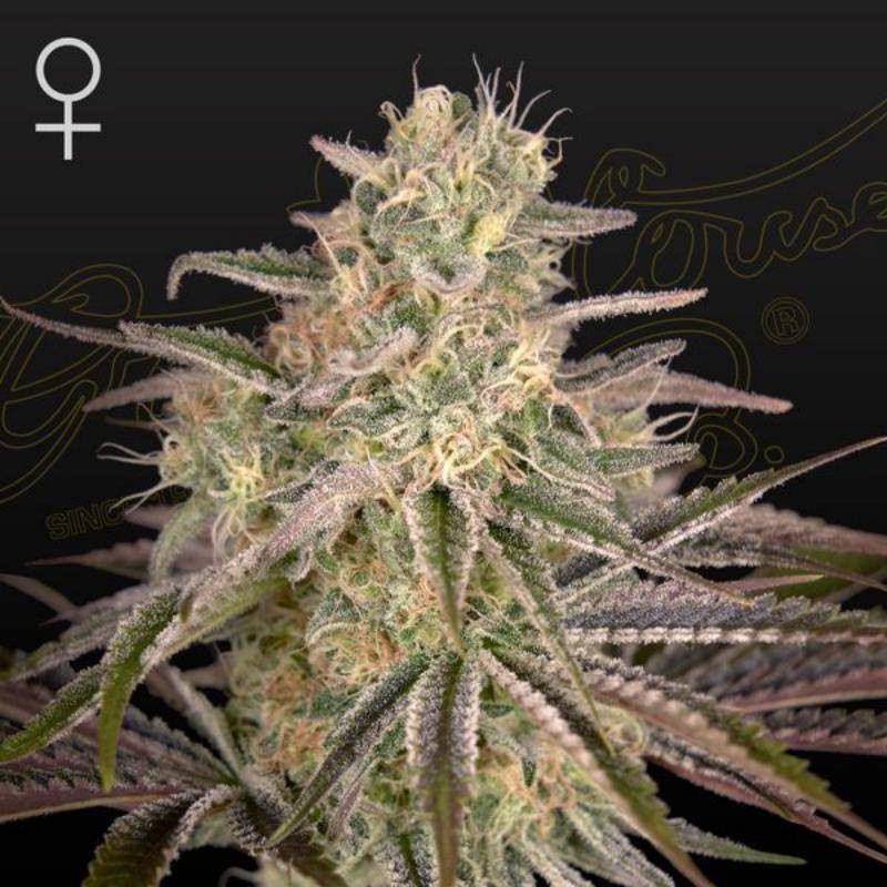 Cloud walker green house seeds féminisée Cloud walker green house seeds féminisée