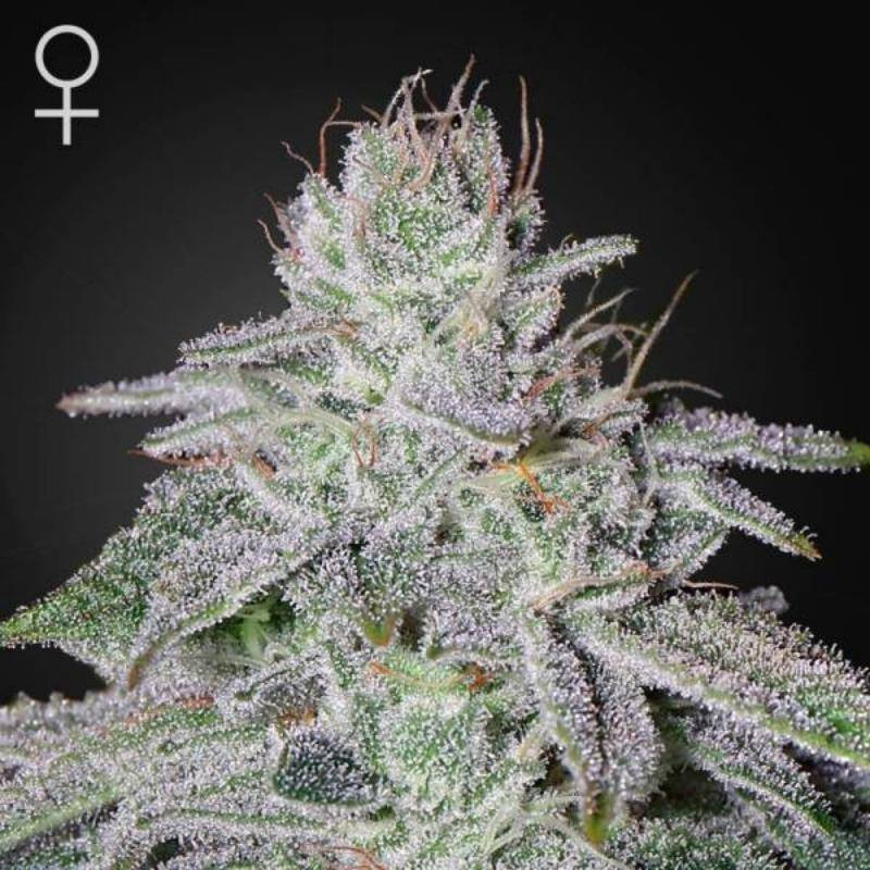 Francos lemon cheese green house seeds féminisée Francos lemon cheese green house seeds féminisée