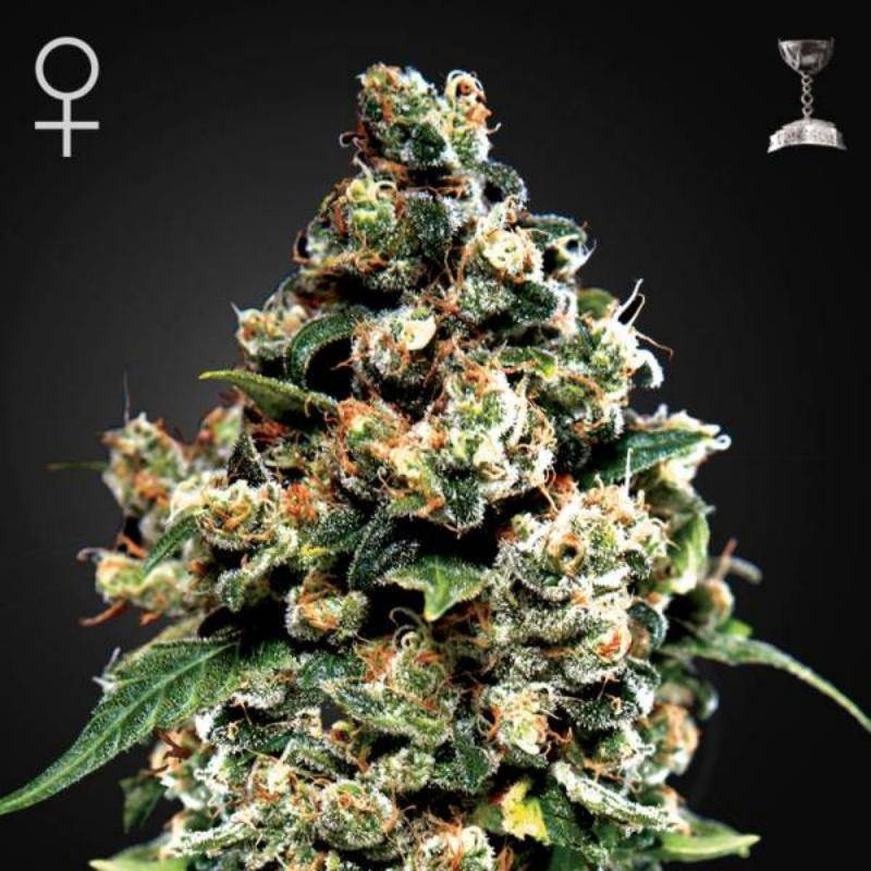 Jack herer greenhouse seeds féminisée Jack herer greenhouse seeds féminisée