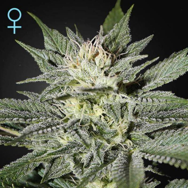 King's kush cbd féminisée greenhouse seeds King's kush cbd féminisée greenhouse seeds