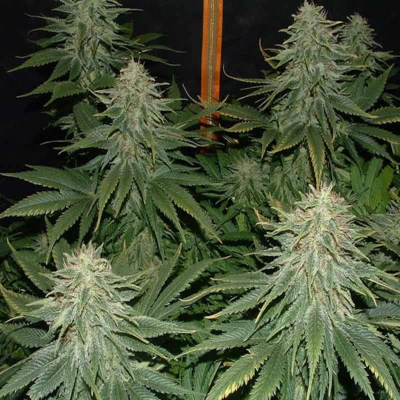 Super bud green house seeds féminisée Super bud green house seeds féminisée