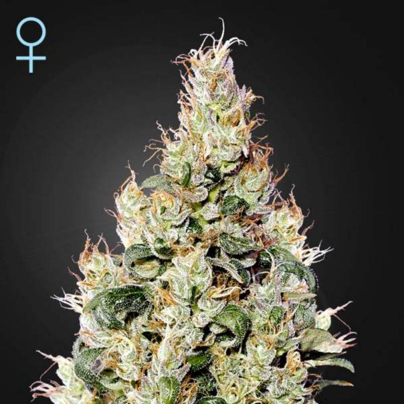 Exodus cheese auto CBD green house seeds Exodus cheese auto CBD green house seeds