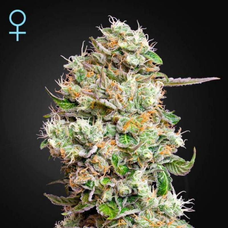 King's kush auto CBD green house seeds King's kush auto CBD green house seeds