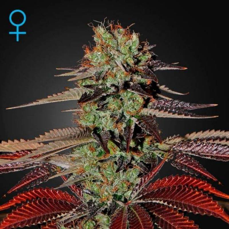 King's kush auto green house seeds King's kush auto green house seeds