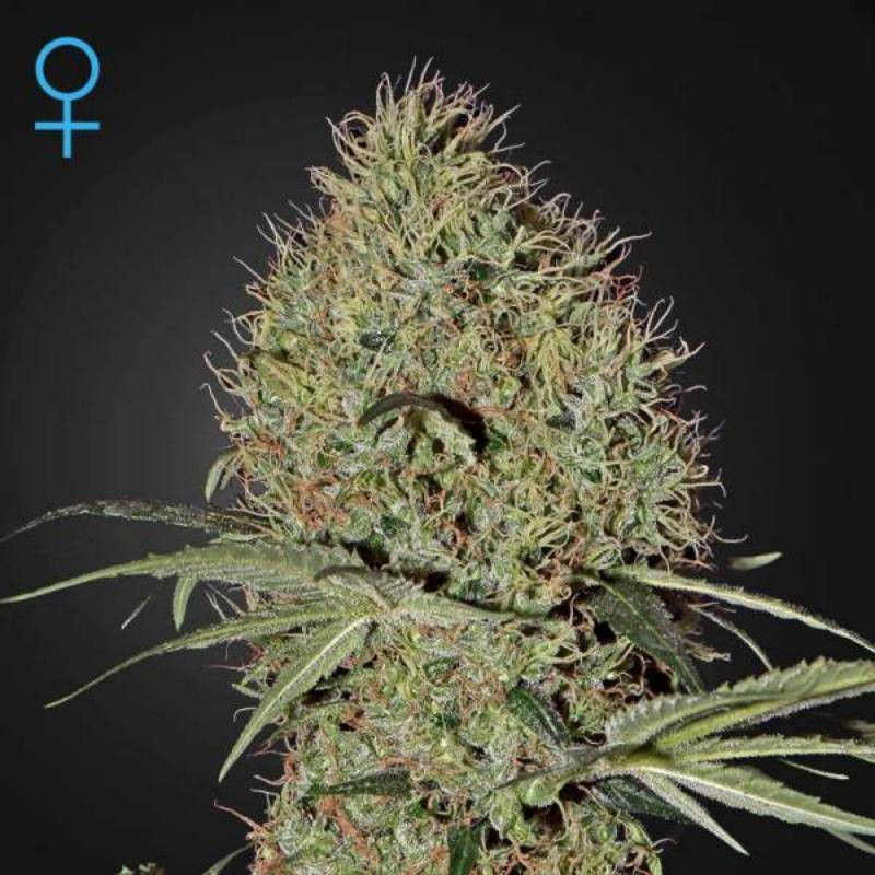 Super bud auto green house seeds Super bud auto green house seeds
