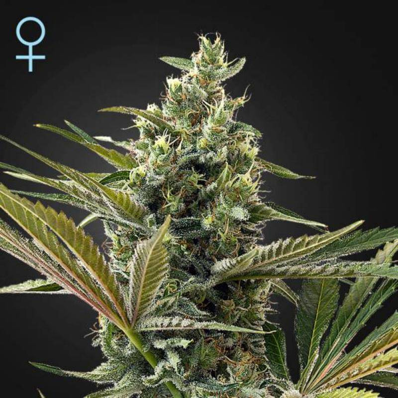 Super lemon haze auto CBD green house seeds Super lemon haze auto CBD green house seeds