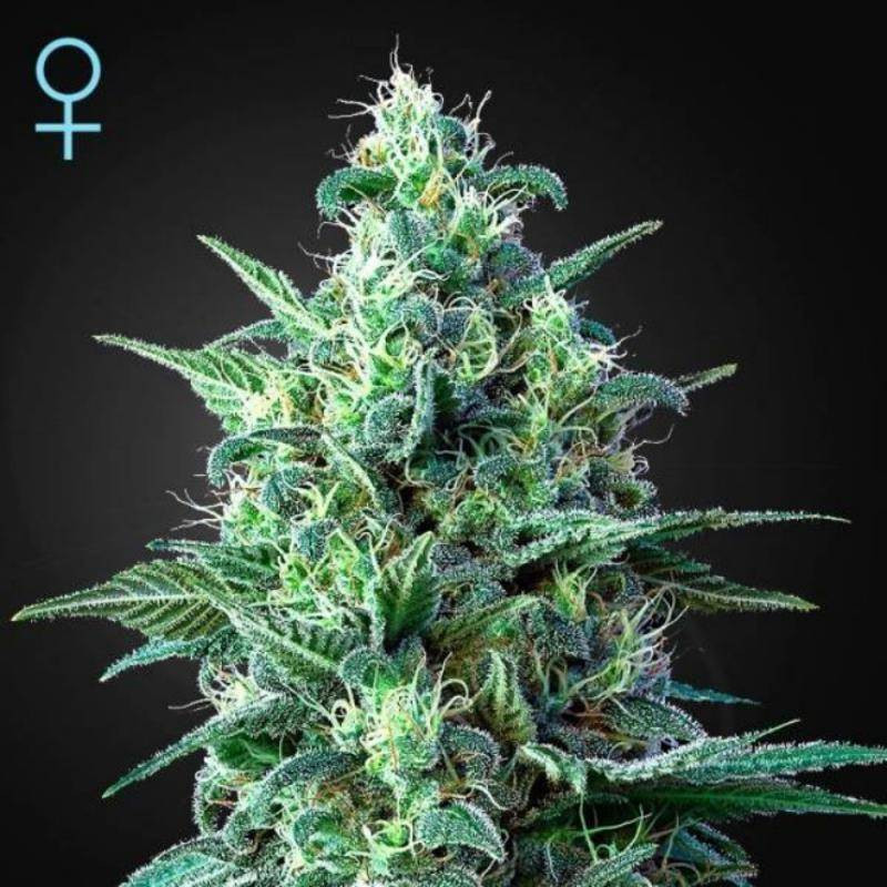 White widow auto CBD green house seeds White widow auto CBD green house seeds