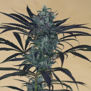 Blueberry Headband - Féminisée - Humboldt Seeds