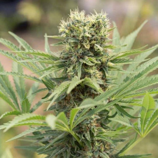 Dedoverde Haze - Féminisée - Humboldt Seeds