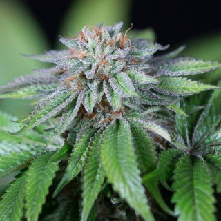 Ewe 2 – Féminisée – Humboldt Seeds