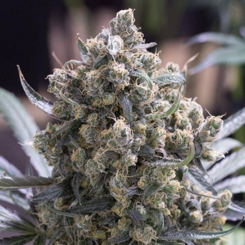 Fast Flowering Green Crack - Féminisée - Humboldt Seed