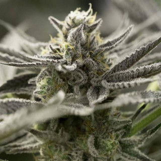 Fast Flowering OGKZ - Feminisee - Humboldt Seed