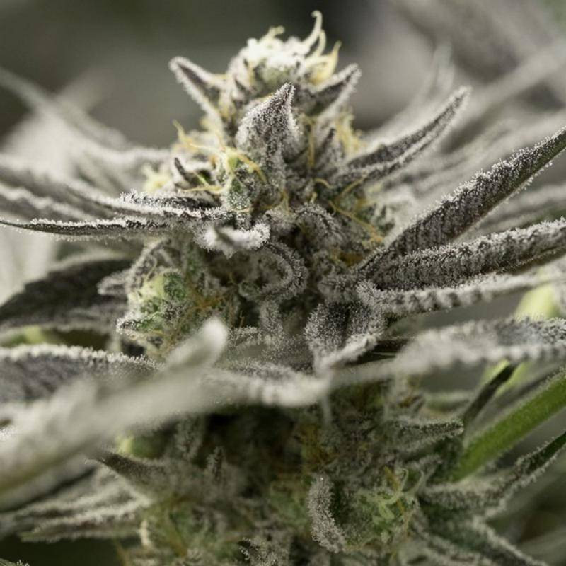 Fast Flowering OGKZ - Feminisee - Humboldt Seed