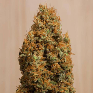 Green Crack CBD - Féminisée - Humboldt Seed