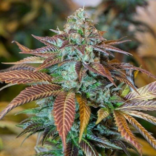Lemon Kush Headband - Feminisee - Humboldt Seed