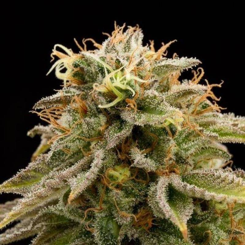 Lemon thai kush humboldt seeds féminisée Lemon thai kush humboldt seeds féminisée