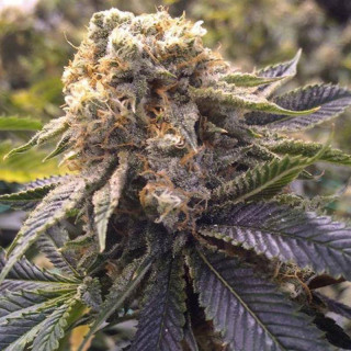 Lost Coast Hash Plant - Féminisée - Humboldt Seeds