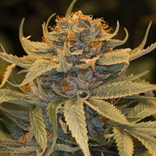 Lost Coast OG - Féminisée - Humboldt Seeds