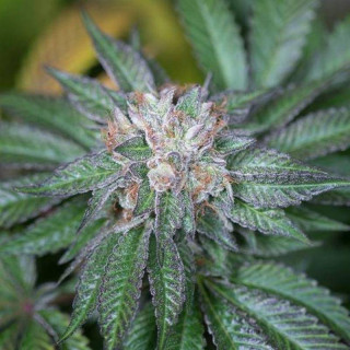 Master Kush - Humboldt Seeds