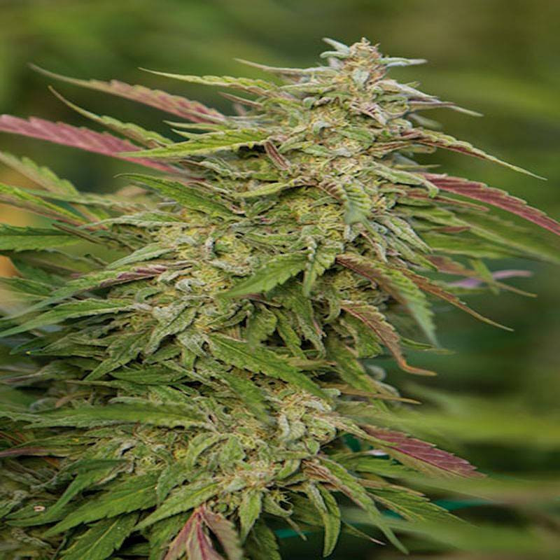 Purple trainwreck humboldt seeds Purple trainwreck humboldt seeds