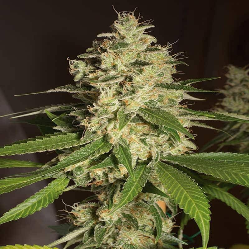 Raspberry diesel humboldt seeds féminisée