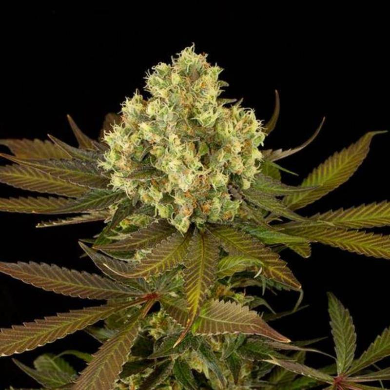 Sour blueberry humboldt seeds feminisee Sour blueberry humboldt seeds feminisee