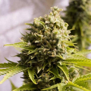 Bubba Cheese - Autofloraison - Humboldt Seed