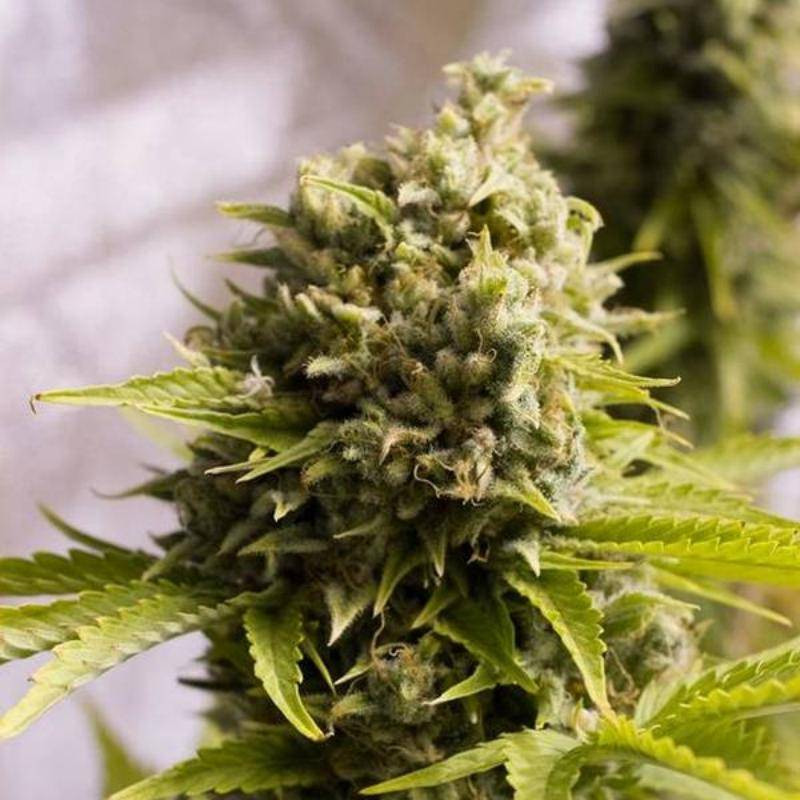 Bubba Cheese - Autofloraison - Humboldt Seed